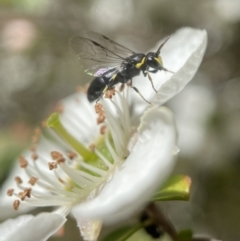 Hylaeus (Gnathoprosopoides) bituberculatus (Hylaeine colletid bee) at Acton, ACT - 25 Nov 2022 by PeterA