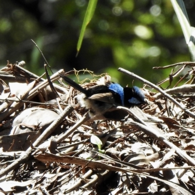 Malurus cyaneus (Superb Fairywren) at Bemboka, NSW - 4 Dec 2022 by GlossyGal