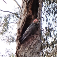 Callocephalon fimbriatum (Gang-gang Cockatoo) at Aranda Bushland - 30 Nov 2022 by CathB