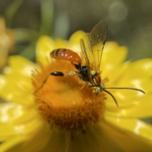 Ichneumonidae (family) at Acton, ACT - 24 Nov 2022