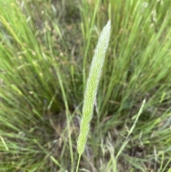 Deyeuxia quadriseta at Throsby, ACT - 5 Dec 2022 01:17 PM