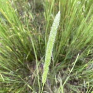 Deyeuxia quadriseta at Throsby, ACT - 5 Dec 2022