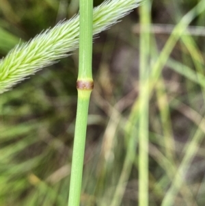 Deyeuxia quadriseta at Throsby, ACT - 5 Dec 2022