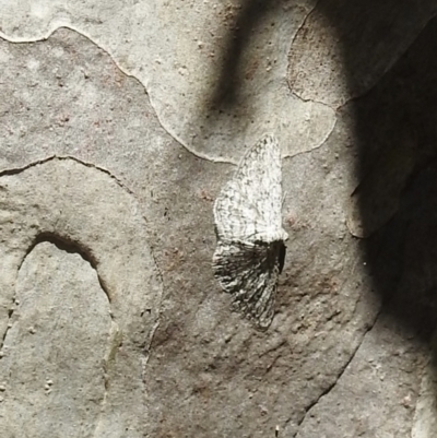 Unidentified Geometer moth (Geometridae) at Narooma, NSW - 4 Dec 2022 by GlossyGal