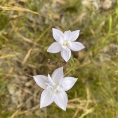 Wahlenbergia sp. (Bluebell) at Mulligans Flat - 5 Dec 2022 by mcosgrove