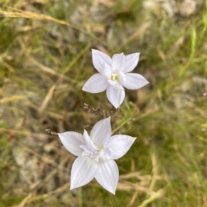 Wahlenbergia sp. at Throsby, ACT - 5 Dec 2022 01:01 PM