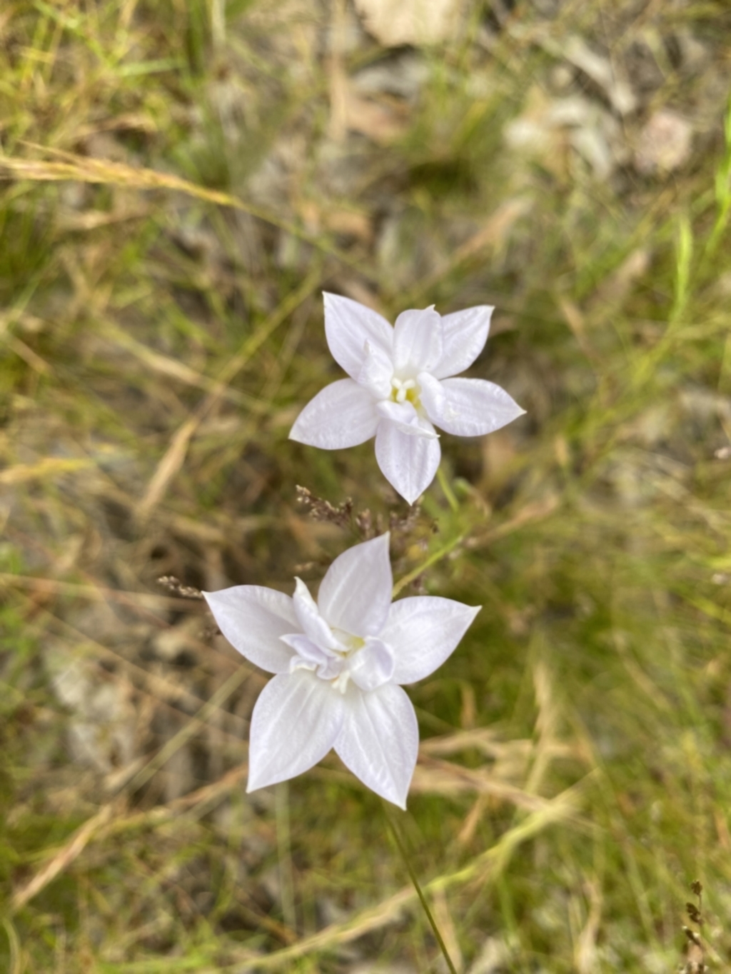 Wahlenbergia sp. at Throsby, ACT - 5 Dec 2022