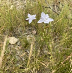 Wahlenbergia sp. at Throsby, ACT - 5 Dec 2022 01:01 PM