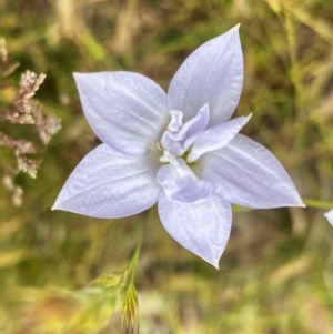 Wahlenbergia sp. at Throsby, ACT - 5 Dec 2022 01:01 PM