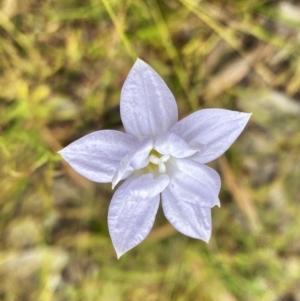 Wahlenbergia sp. at Throsby, ACT - 5 Dec 2022 01:01 PM