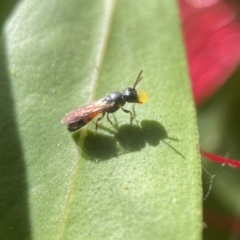 Hylaeus (Edriohylaeus) ofarrelli at Yarralumla, ACT - 29 Nov 2022