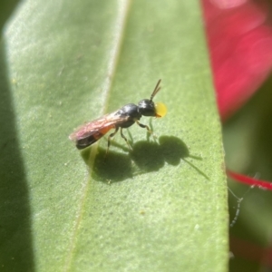 Hylaeus (Edriohylaeus) ofarrelli at Yarralumla, ACT - 29 Nov 2022