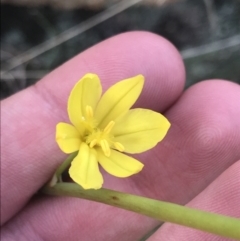 Bulbine glauca (Rock Lily) at Yaouk, NSW - 19 Nov 2022 by Tapirlord