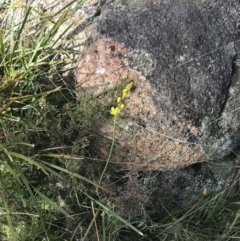 Bulbine glauca at Yaouk, NSW - 19 Nov 2022 08:31 AM