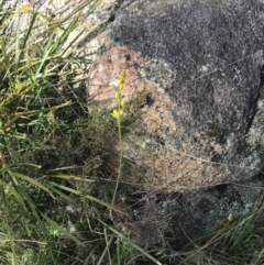 Bulbine glauca at Yaouk, NSW - 19 Nov 2022