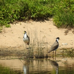 Vanellus miles (Masked Lapwing) at Bombala, NSW by GlossyGal