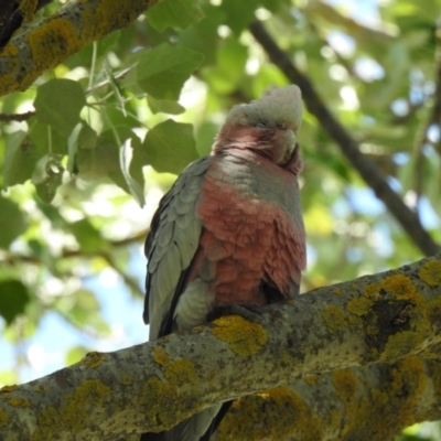 Eolophus roseicapilla (Galah) at Bombala, NSW - 3 Dec 2022 by GlossyGal