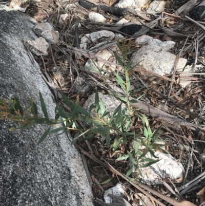 Daviesia mimosoides subsp. mimosoides at Scabby Range Nature Reserve - 18 Nov 2022 by Tapirlord