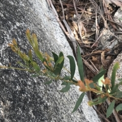 Daviesia mimosoides subsp. mimosoides at Yaouk, NSW - 19 Nov 2022