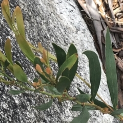 Daviesia mimosoides subsp. mimosoides at Yaouk, NSW - 19 Nov 2022 09:15 AM