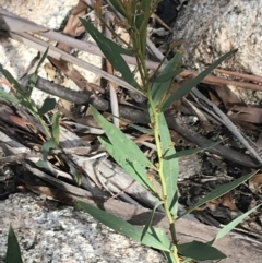 Daviesia mimosoides subsp. mimosoides at Yaouk, NSW - 19 Nov 2022 09:15 AM