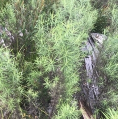 Cassinia longifolia (Shiny Cassinia, Cauliflower Bush) at Yaouk, NSW - 18 Nov 2022 by Tapirlord