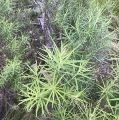 Cassinia longifolia at Yaouk, NSW - 19 Nov 2022 09:29 AM