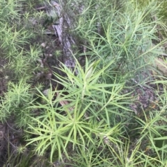 Cassinia longifolia at Yaouk, NSW - 19 Nov 2022
