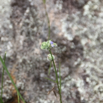 Wahlenbergia sp. (Bluebell) at Cooma, NSW - 5 Dec 2022 by mahargiani