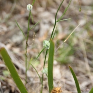 Wahlenbergia sp. at Cooma, NSW - 5 Dec 2022 01:35 PM