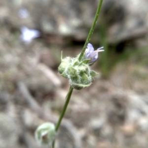 Wahlenbergia sp. at Cooma, NSW - 5 Dec 2022