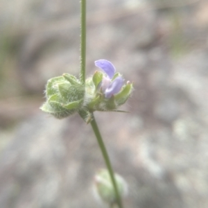 Wahlenbergia sp. at Cooma, NSW - 5 Dec 2022 01:35 PM