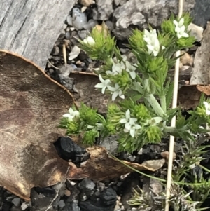 Asperula scoparia at Yaouk, NSW - 19 Nov 2022 09:40 AM