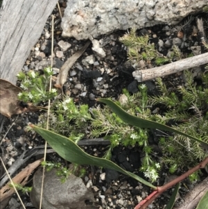 Asperula scoparia at Yaouk, NSW - 19 Nov 2022 09:40 AM