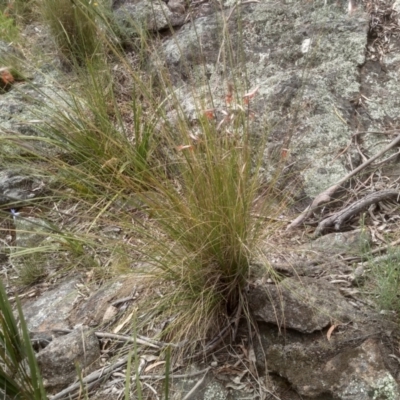 Rytidosperma pallidum (Red-anther Wallaby Grass) at Cooma North Ridge Reserve - 5 Dec 2022 by mahargiani