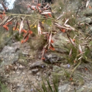 Rytidosperma pallidum at Cooma, NSW - 5 Dec 2022 01:36 PM