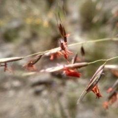 Rytidosperma pallidum at Cooma, NSW - 5 Dec 2022 01:36 PM