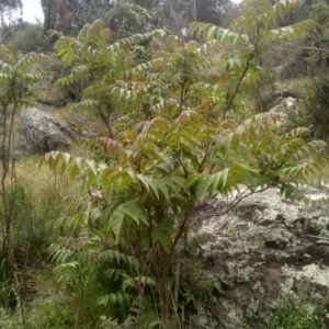 Ailanthus altissima at Cooma, NSW - 5 Dec 2022 01:56 PM