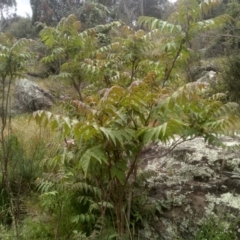 Ailanthus altissima (Tree-of-Heaven) at Cooma North Ridge Reserve - 5 Dec 2022 by mahargiani