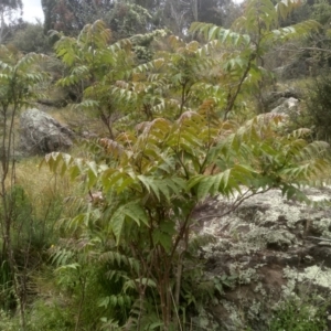 Ailanthus altissima (TBC) at suppressed by mahargiani
