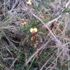 Bossiaea buxifolia (Matted Bossiaea) at Cooma North Ridge Reserve - 5 Dec 2022 by mahargiani