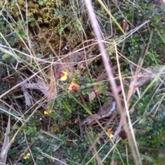 Bossiaea buxifolia at Cooma, NSW - 5 Dec 2022 02:32 PM