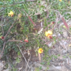 Bossiaea buxifolia at Cooma, NSW - 5 Dec 2022
