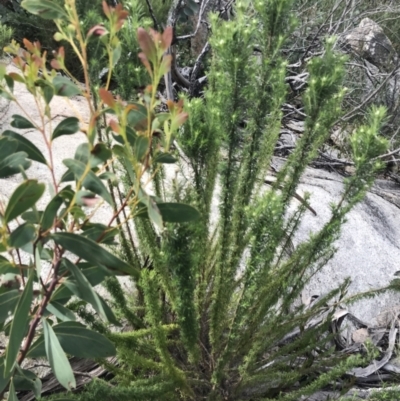 Cassinia aculeata subsp. aculeata (Dolly Bush, Common Cassinia, Dogwood) at Scabby Range Nature Reserve - 18 Nov 2022 by Tapirlord