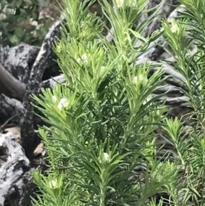 Cassinia aculeata subsp. aculeata at Yaouk, NSW - 19 Nov 2022