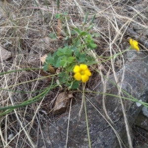 Oxalis sp. at Cooma, NSW - 5 Dec 2022