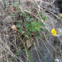 Oxalis sp. at Cooma, NSW - 5 Dec 2022