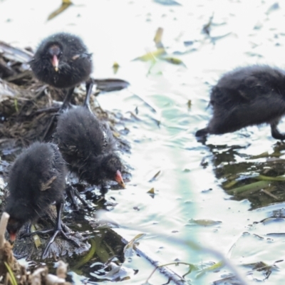 Gallinula tenebrosa (Dusky Moorhen) at Lake Ginninderra - 4 Dec 2022 by AlisonMilton