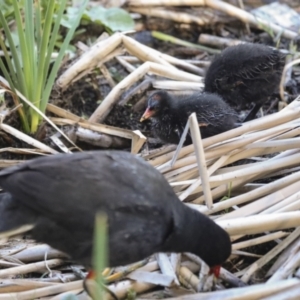 Gallinula tenebrosa at Belconnen, ACT - 5 Dec 2022