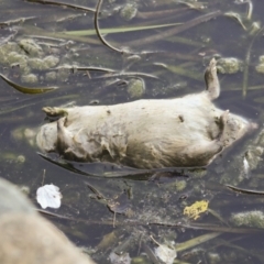 Unidentified Rat at Belconnen, ACT - 4 Dec 2022 by AlisonMilton